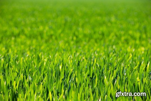 Stock Photos - Green grass 3, 25xJPG