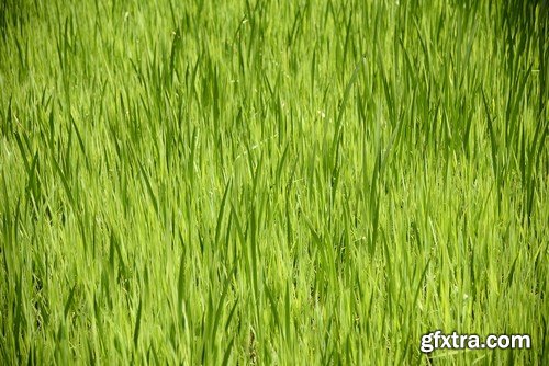 Stock Photos - Green grass 3, 25xJPG