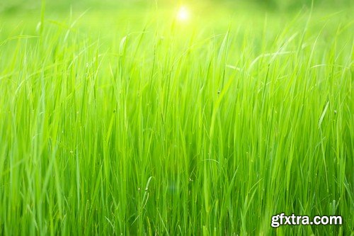 Stock Photos - Green grass 3, 25xJPG