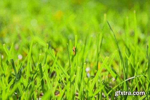 Stock Photos - Green grass 3, 25xJPG