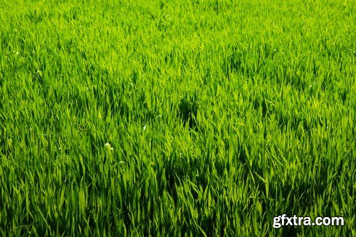 Stock Photos - Green grass 3, 25xJPG