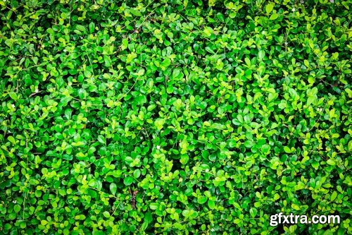 Stock Photos - Green grass 3, 25xJPG