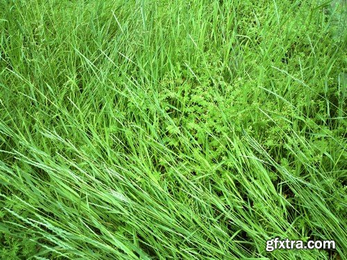 Stock Photos - Green grass 3, 25xJPG