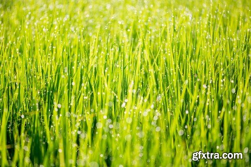 Stock Photos - Green grass 3, 25xJPG