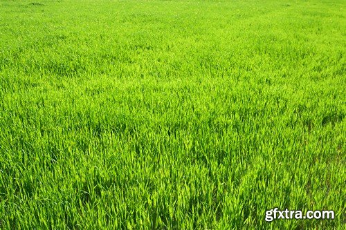 Stock Photos - Green grass 3, 25xJPG