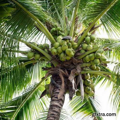 Stock Photos - Coconuts, 25xJPG