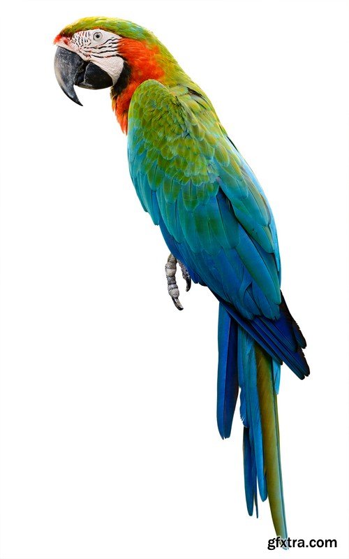 Stock Photos - Parrot, 25xJPG