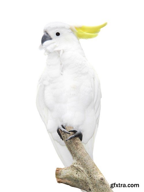 Stock Photos - Parrot, 25xJPG