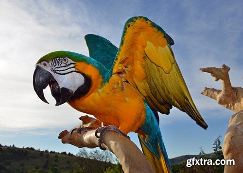 Stock Photos - Parrot, 25xJPG