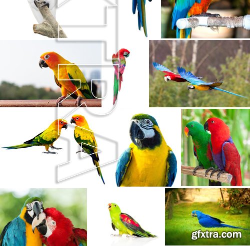 Stock Photos - Parrot, 25xJPG