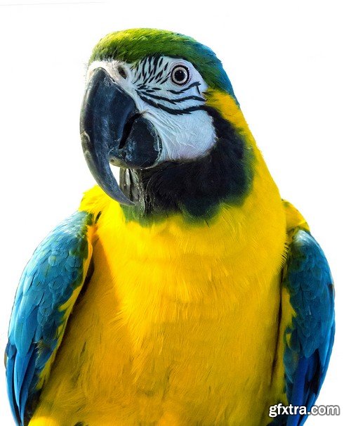 Stock Photos - Parrot, 25xJPG