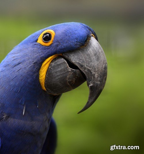 Stock Photos - Parrot, 25xJPG