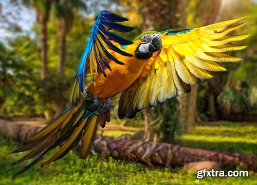 Stock Photos - Parrot, 25xJPG