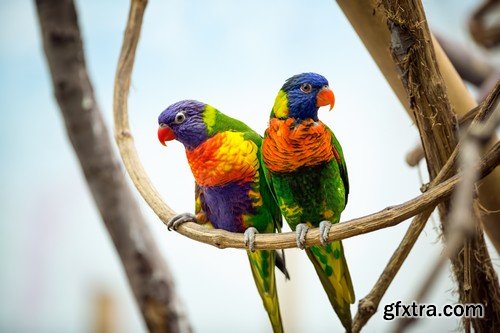 Stock Photos - Parrot, 25xJPG