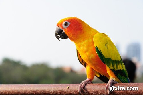 Stock Photos - Parrot, 25xJPG