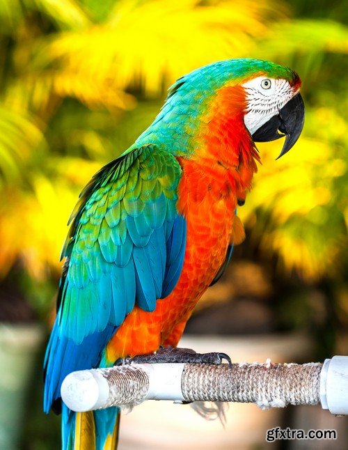 Stock Photos - Parrot, 25xJPG