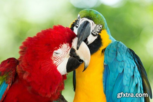 Stock Photos - Parrot, 25xJPG