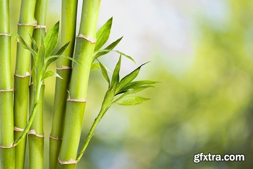 Stock Photos - Bamboo Stems, 25xJPG