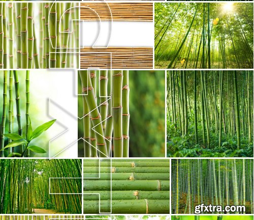 Stock Photos - Bamboo Stems, 25xJPG