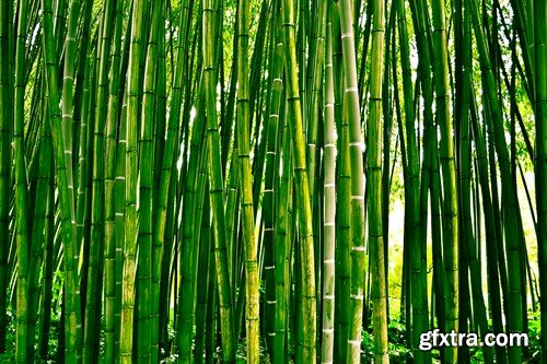 Stock Photos - Bamboo Stems, 25xJPG