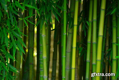 Stock Photos - Bamboo Stems, 25xJPG