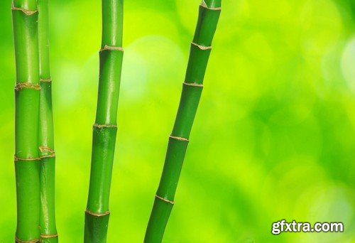 Stock Photos - Bamboo Stems, 25xJPG