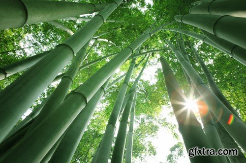 Stock Photos - Bamboo Stems, 25xJPG