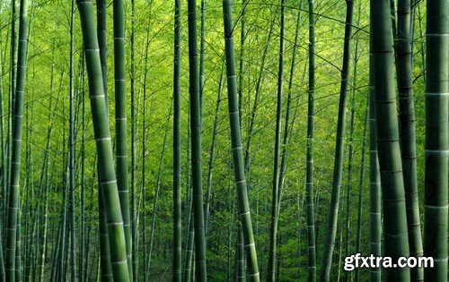 Stock Photos - Bamboo Stems, 25xJPG