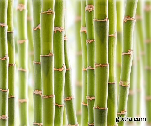 Stock Photos - Bamboo Stems, 25xJPG