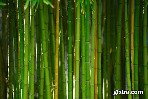 Stock Photos - Bamboo Stems, 25xJPG