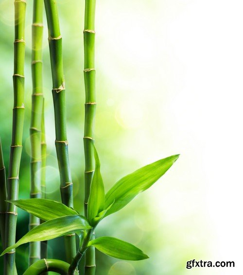 Stock Photos - Bamboo Stems, 25xJPG