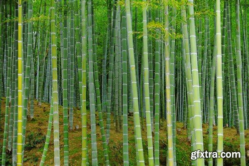 Stock Photos - Bamboo Stems, 25xJPG