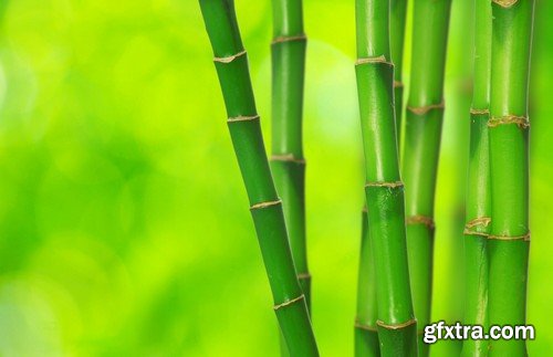 Stock Photos - Bamboo Stems, 25xJPG