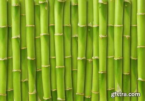 Stock Photos - Bamboo Stems, 25xJPG