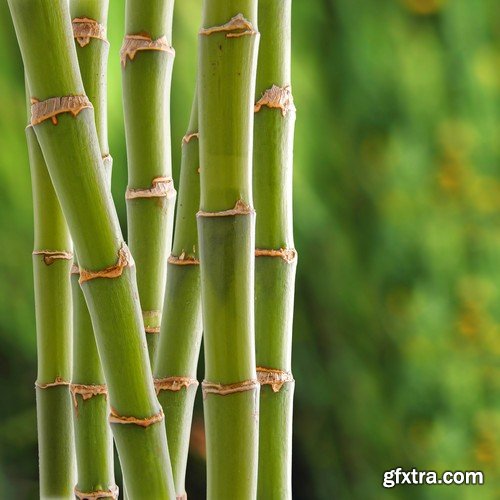 Stock Photos - Bamboo Stems, 25xJPG