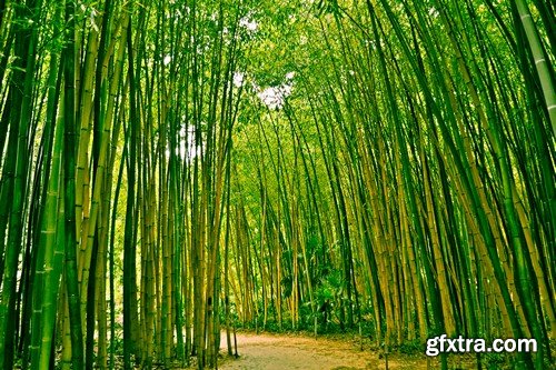 Stock Photos - Bamboo Stems, 25xJPG