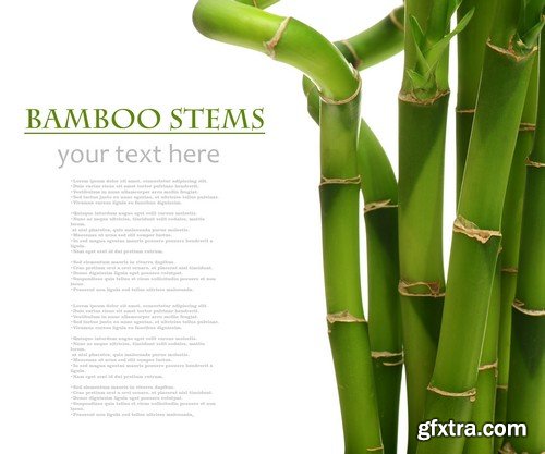 Stock Photos - Bamboo Stems, 25xJPG