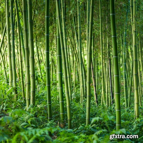 Stock Photos - Bamboo Stems, 25xJPG