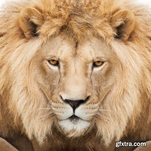 Stock Photos - Lion, 25xJPG