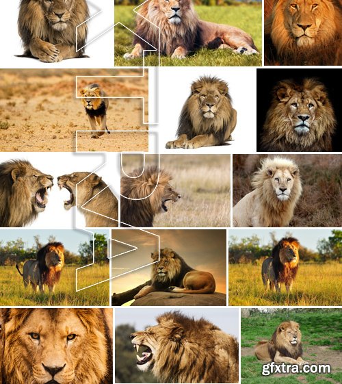 Stock Photos - Lion, 25xJPG