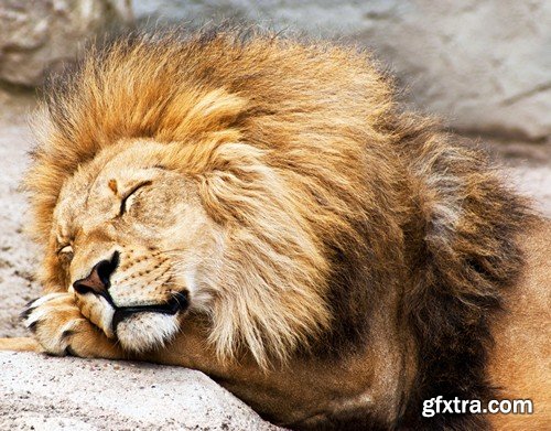 Stock Photos - Lion, 25xJPG