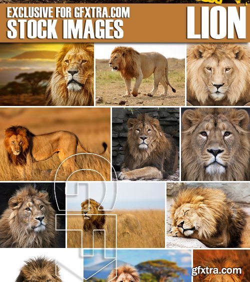 Stock Photos - Lion, 25xJPG