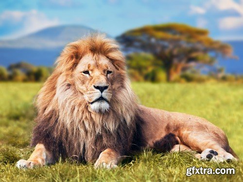 Stock Photos - Lion, 25xJPG