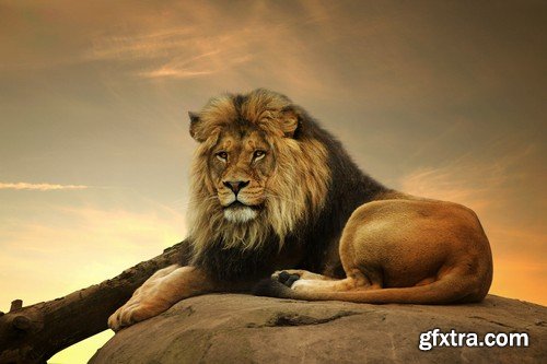 Stock Photos - Lion, 25xJPG