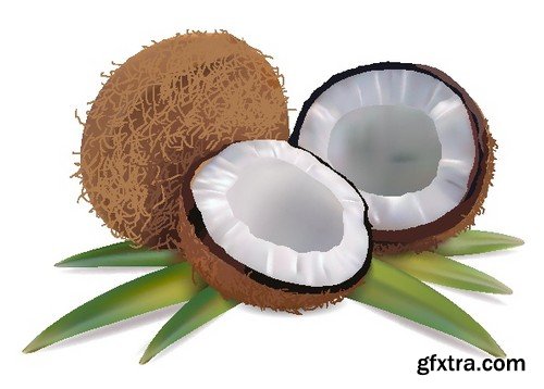 Stock Vectors - Coconuts 2