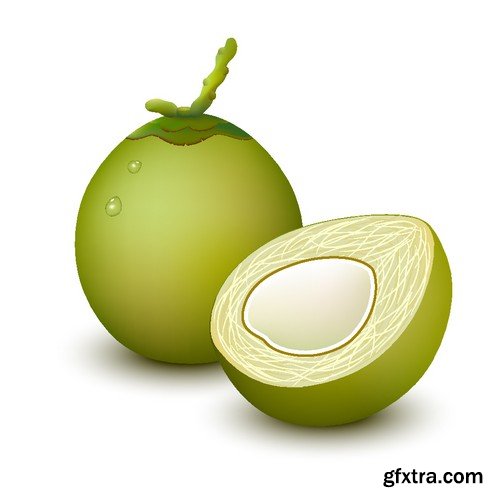 Stock Vectors - Coconuts 2