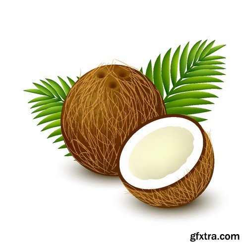 Stock Vectors - Coconuts 2