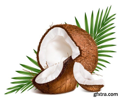 Stock Vectors - Coconuts 2