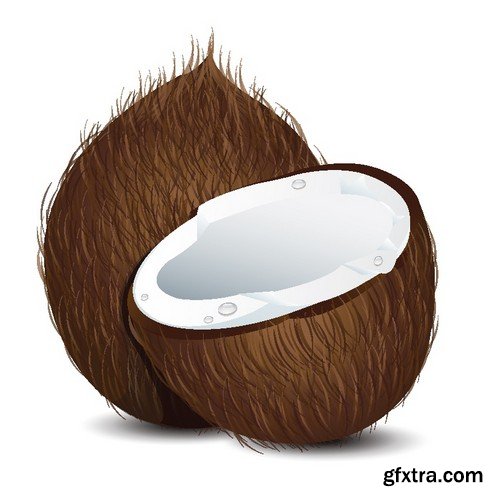 Stock Vectors - Coconuts 2