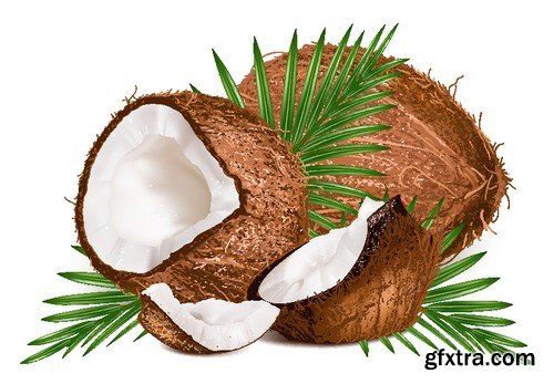 Stock Vectors - Coconuts 2